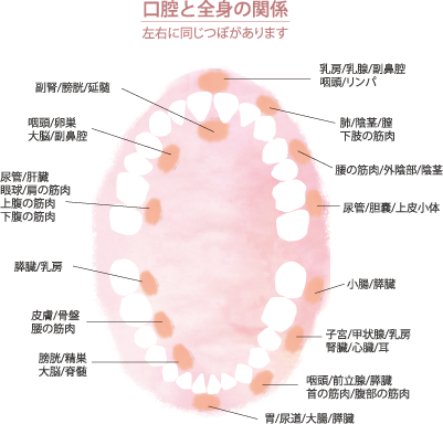 SEIDA式歯ぐきマッサージ
